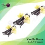 Vanilla Beans ( 4.5~ 5 Grams )